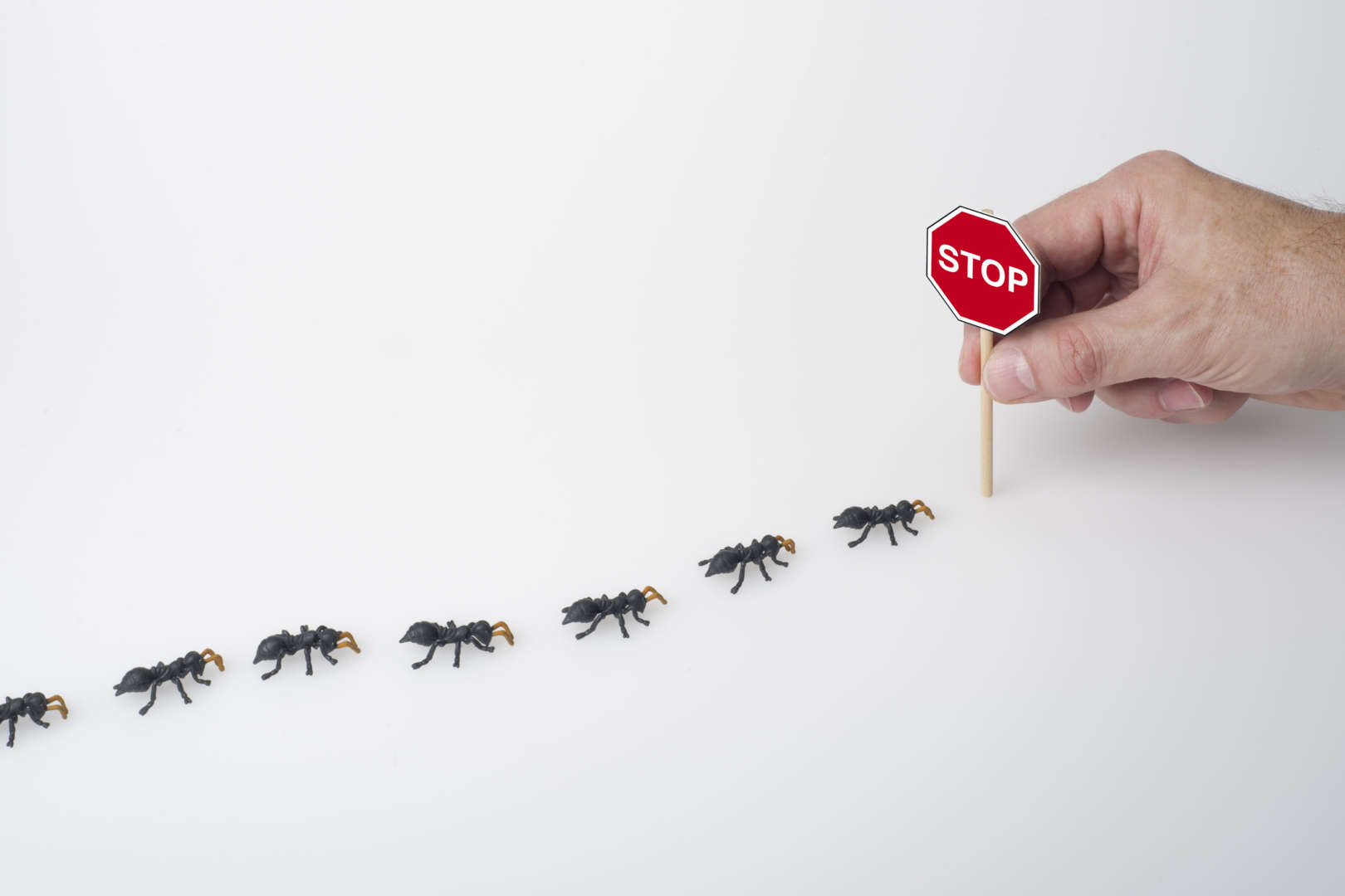 ant elimination protec